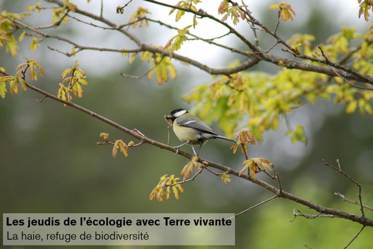 Conférence Terre vivante "La haie, refuge de biodiversité" - Grenoble (38)