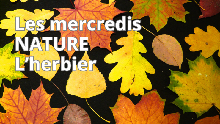 🌿Les mercredis nature #2 - L'herbier