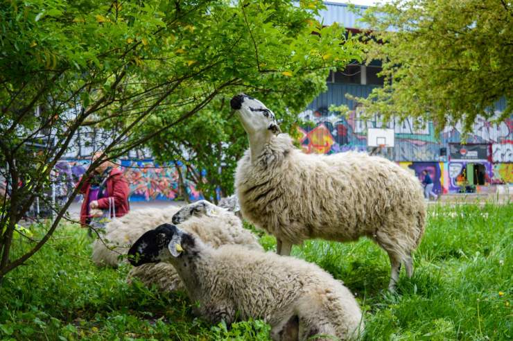 Écopaturage dans le Parc Flaubert