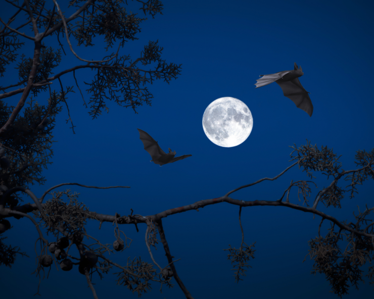 Formation - Concevoir et animer des sorties à la rencontre de la nuit et de sa biodiversité