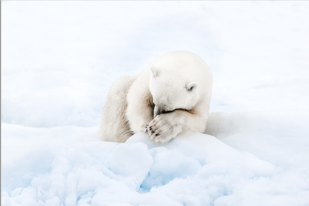 Exposition Portraits de glace – photographies de Morgane Monneret – Bourg-en-Bresse (01)