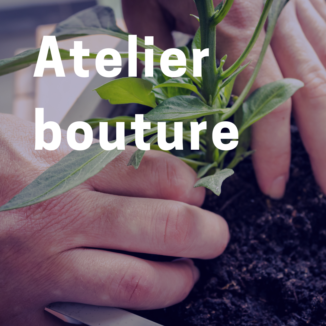 Atelier Bouture