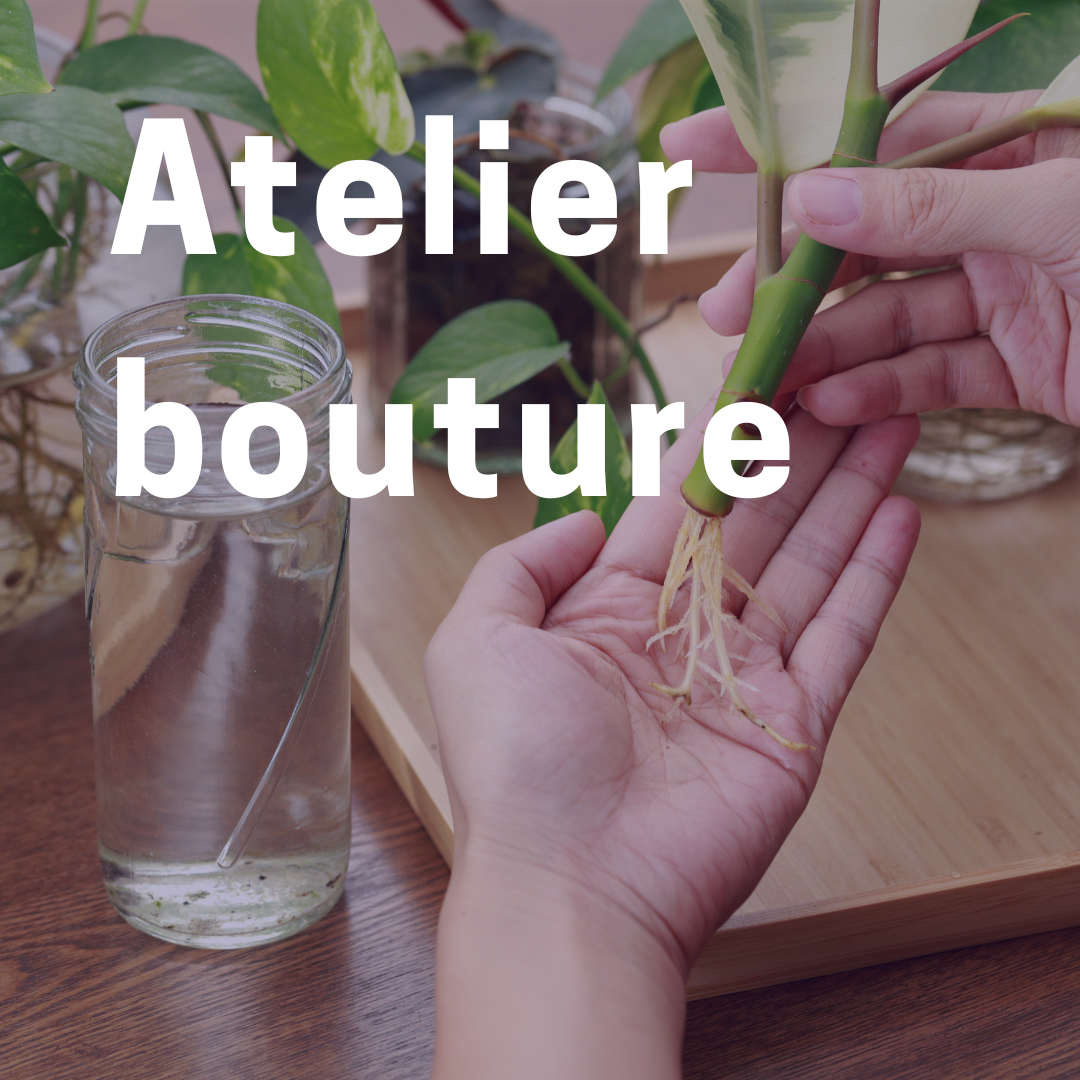 Atelier Bouture