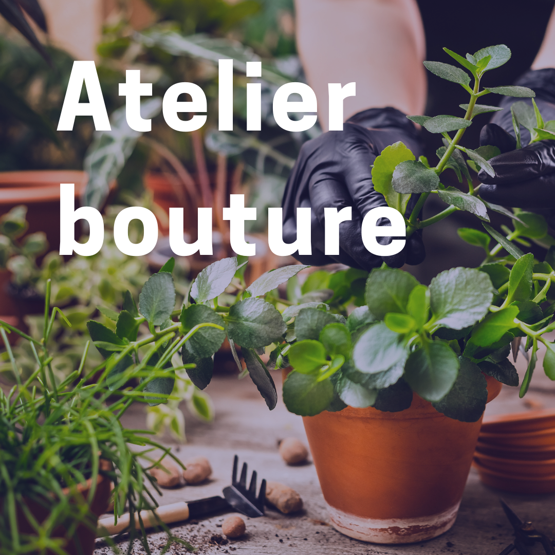 Atelier Bouture
