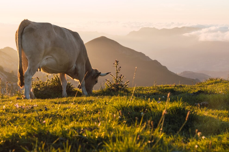 Formation : Parcours Découverte des Métiers de l&rsquo;Agriculture