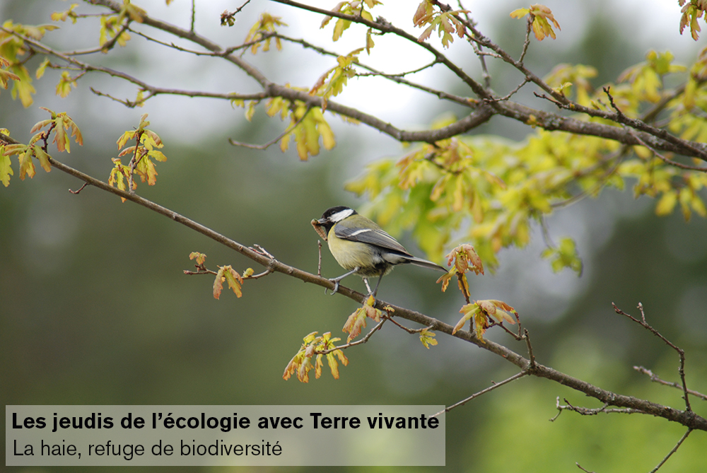 Conférence Terre vivante « La haie, refuge de biodiversité » – Grenoble (38)