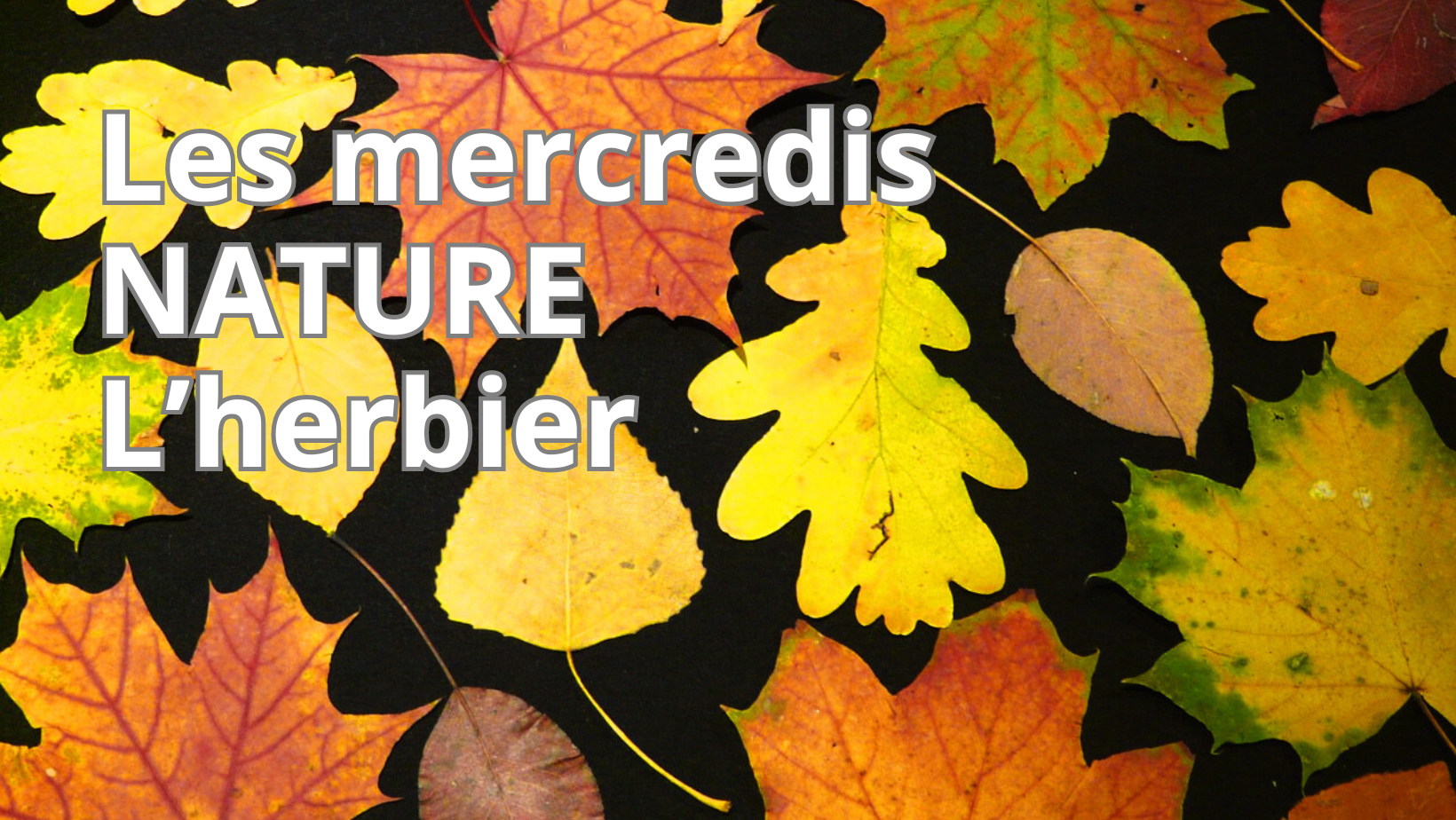 🌿Les mercredis nature #2 – L&rsquo;herbier