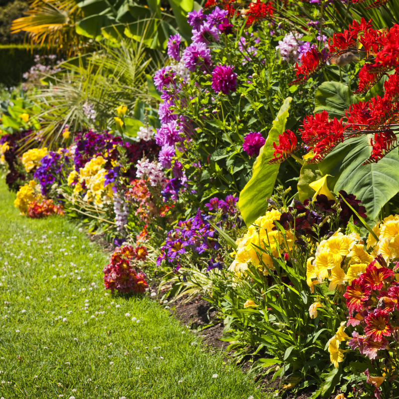 Contez moi les fleurs en couleurs