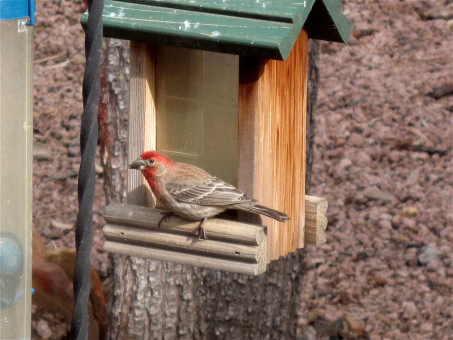 Atelier mangeoires à oiseaux