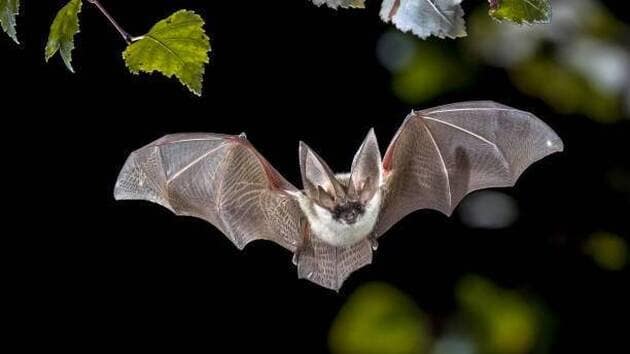 Concevoir des animations autour de la nuit : focus sur les chauve-souris